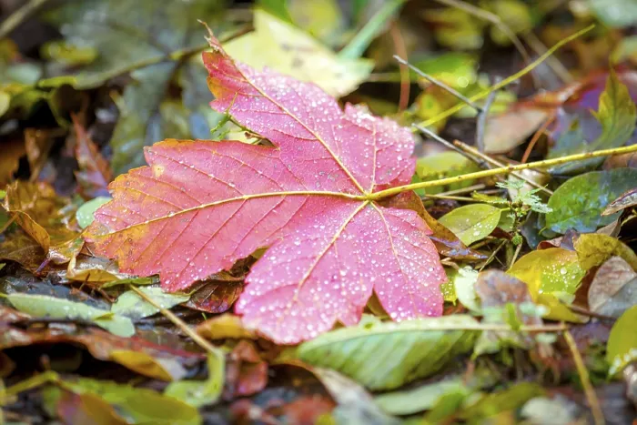 Framed Print : A red maple leaf lies among autumn leaves on the forest floor