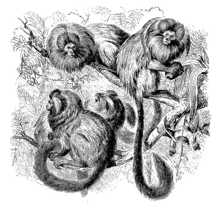 Framed Print : Red marmoset, lion marmoset, Hapale rosalia Framed Print : Red marmoset, lion marmoset, Hapale rosalia