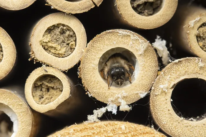 Framed Print : Red mason bee (Osmia bicornis) adult insect emerging from a hole on a bee or bug hotel in summer Framed Print : Red mason bee (Osmia bicornis) adult insect emerging from a hole on a bee or bug hotel in summer