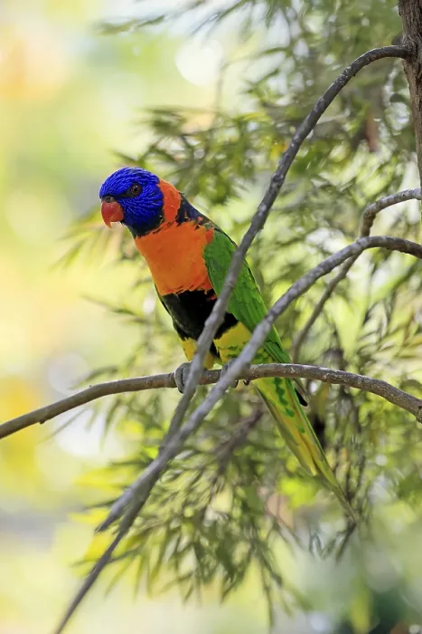Framed Print : Red-naped Lorikeet (Trichoglossus rubritorquis)