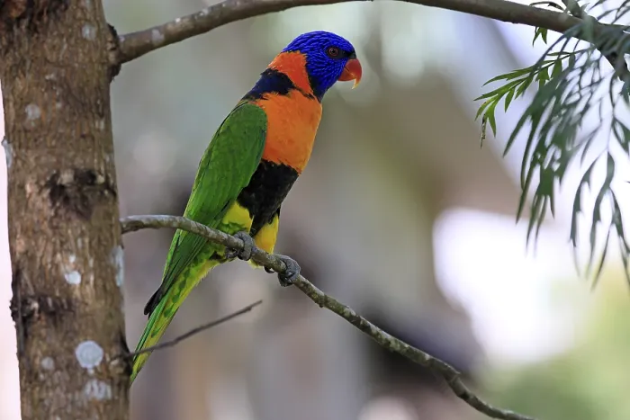 Framed Print : Red-naped Lorikeet (Trichoglossus rubritorquis) Framed Print : Red-naped Lorikeet (Trichoglossus rubritorquis)