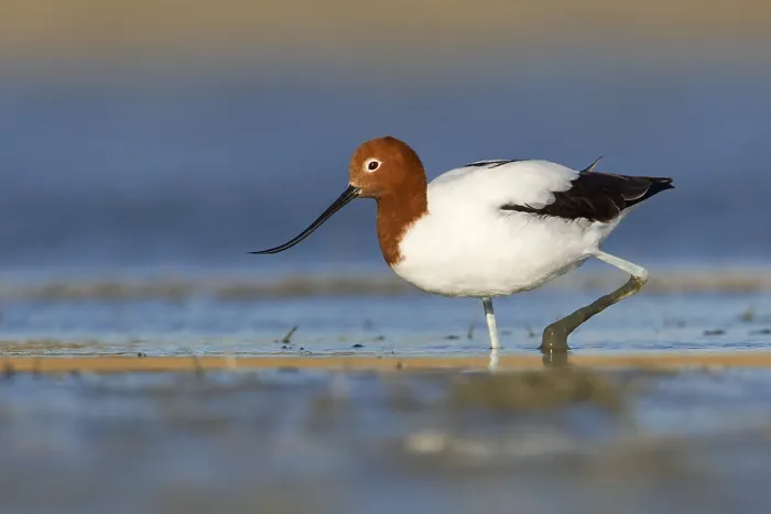 Framed Print : Red-necked Avocet (Recurvirostra novaehollandiae)