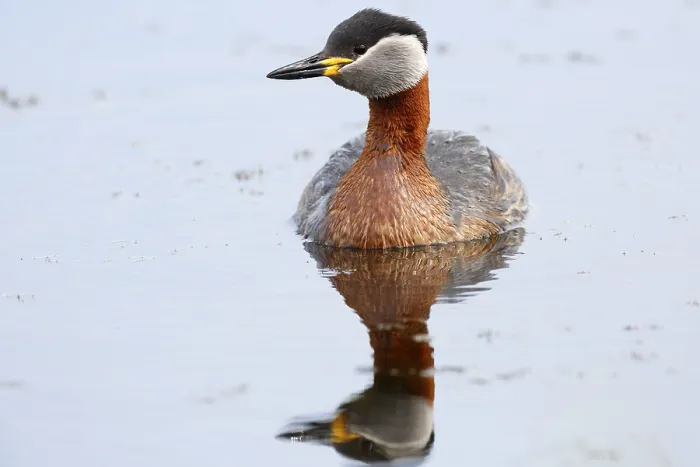 Framed Print : Red-necked grebe (Podiceps grisegena) Framed Print : Red-necked grebe (Podiceps grisegena)