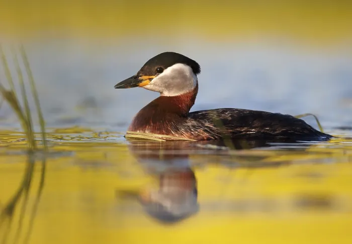 Framed Print : Red-necked Grebe (Podiceps grisegena)