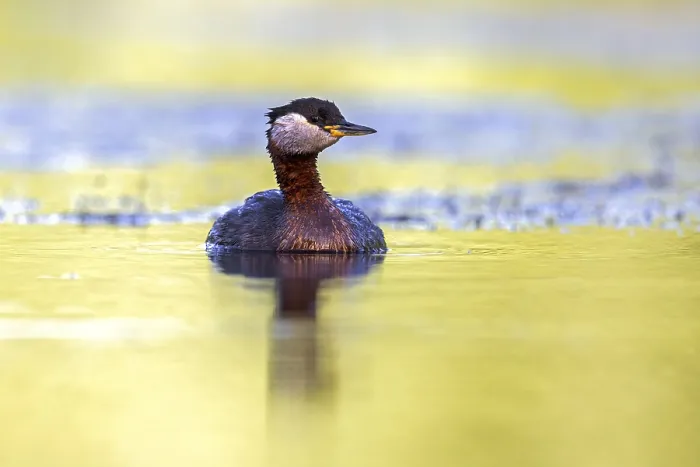 Framed Print : Red-necked grebe (Podiceps grisegena)