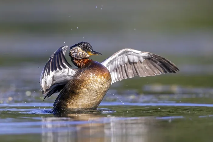 Framed Print : Red-necked grebe (Podiceps grisegena)