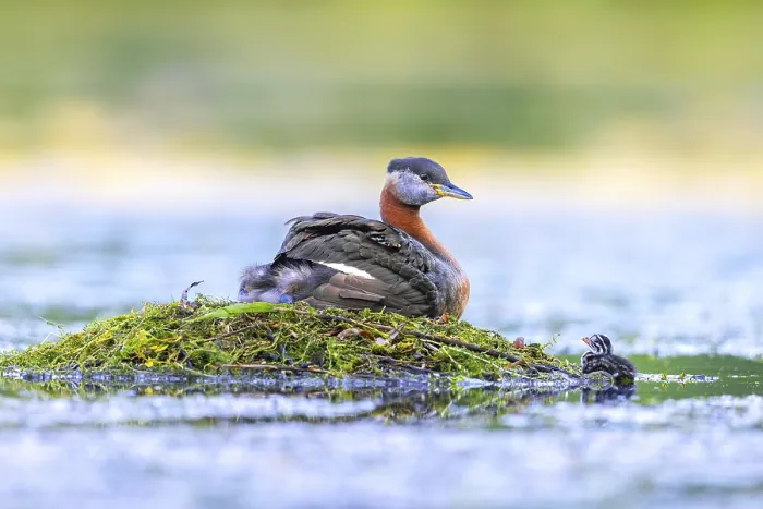 Framed Print : Red-necked grebe (Podiceps grisegena)