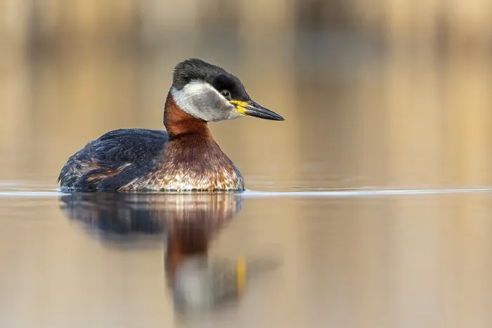 Framed Print : Red-necked Grebe (Podiceps grisegena) grebe