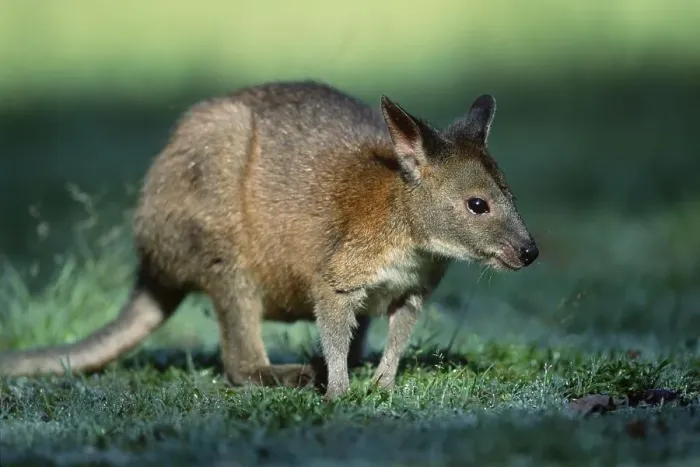 Framed Print : Red-necked Pademelon (Thylogale thetis) Framed Print : Red-necked Pademelon (Thylogale thetis)