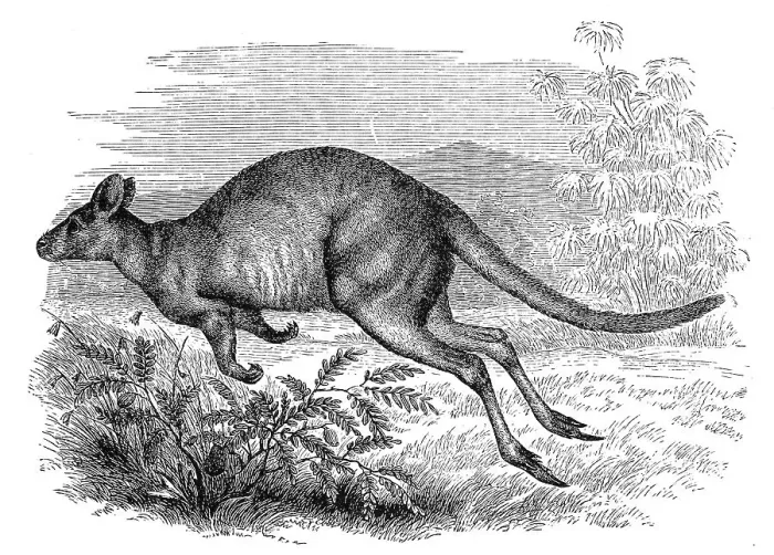 Framed Print : Red-necked pademelon (Thylogale thetis) Framed Print : Red-necked pademelon (Thylogale thetis)