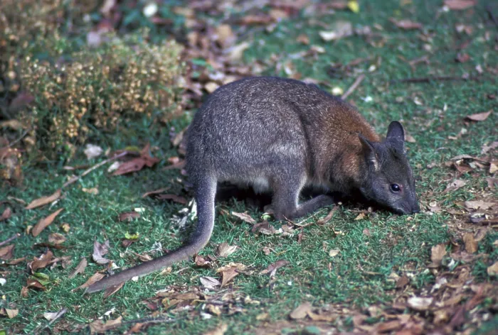 Framed Print : Red-necked pademelon (Thylogale thetis) Framed Print : Red-necked pademelon (Thylogale thetis)