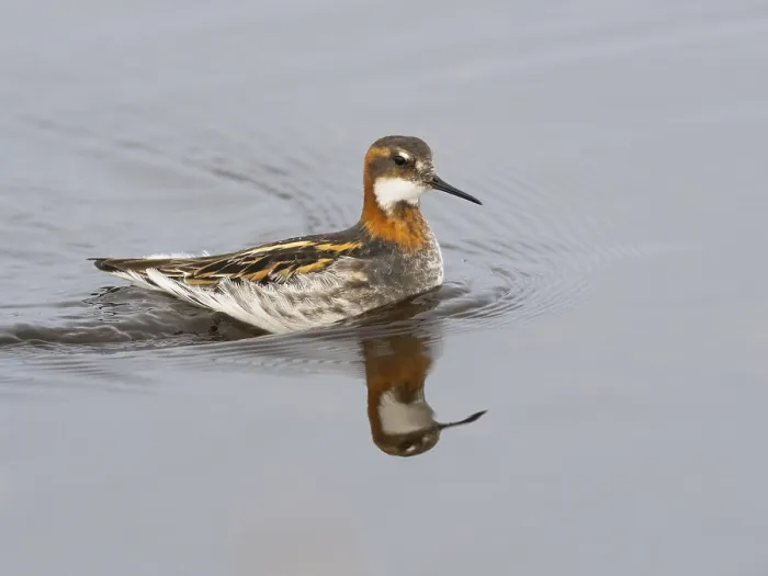 Framed Print : Red-necked phalarope (Phalaropus lobatus) Framed Print : Red-necked phalarope (Phalaropus lobatus)