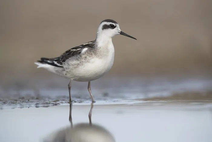 Framed Print : Red-necked Phalarope (Phalaropus lobatus) Framed Print : Red-necked Phalarope (Phalaropus lobatus)