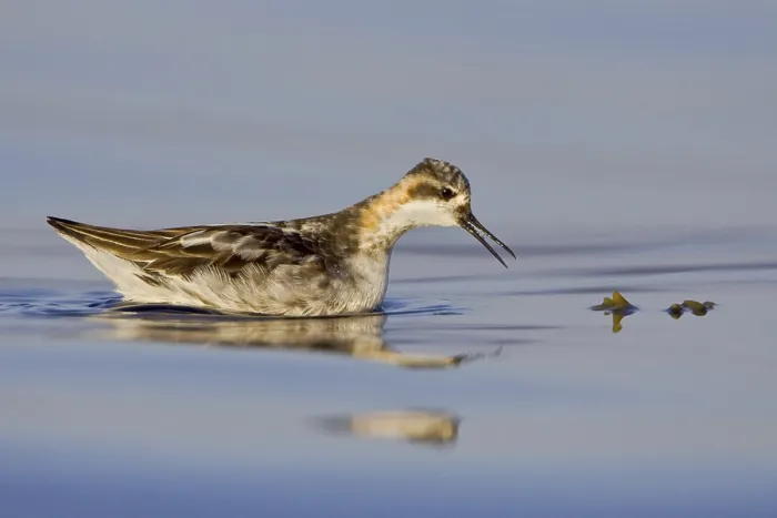 Framed Print : Red-necked Phalarope (Phalaropus lobatus)