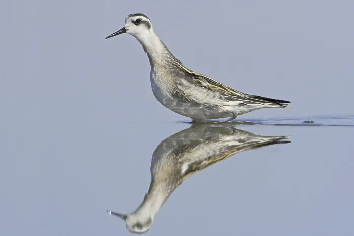Framed Print : Red-necked Phalarope (Phalaropus lobatus)