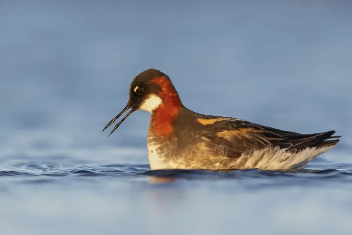 Framed Print : Red-necked Phalarope (Phalaropus lobatus) in a pond near Nome