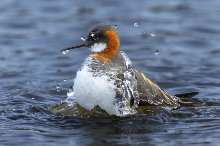 Framed Print : Red-necked Phalarope (Phalaropus lobatus) taking a water bath