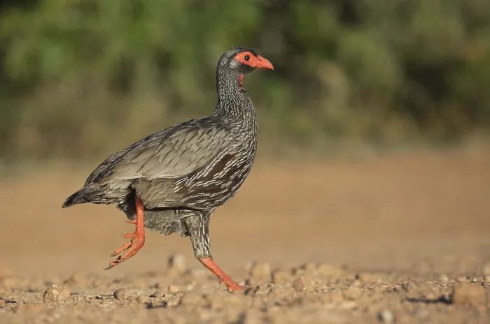 Framed Print : Red-necked Spurfowl (Pternistis afer)
