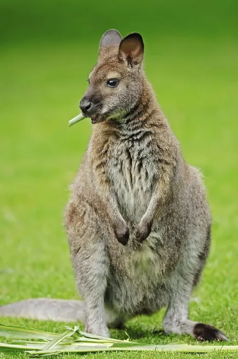 Framed Print : Red-necked Wallaby or Bennett's Wallaby (Macropus rufogriseus)