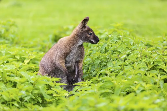 Framed Print : Red-necked wallaby or Bennett's wallaby (Macropus rufogriseus)