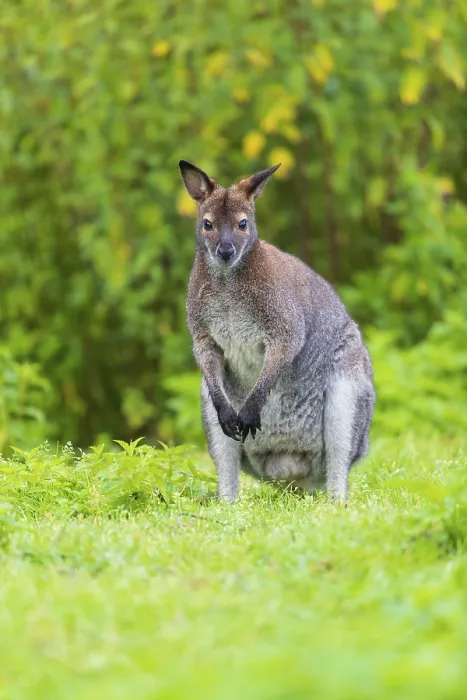 Framed Print : Red-necked wallaby or Bennett's wallaby (Macropus rufogriseus)