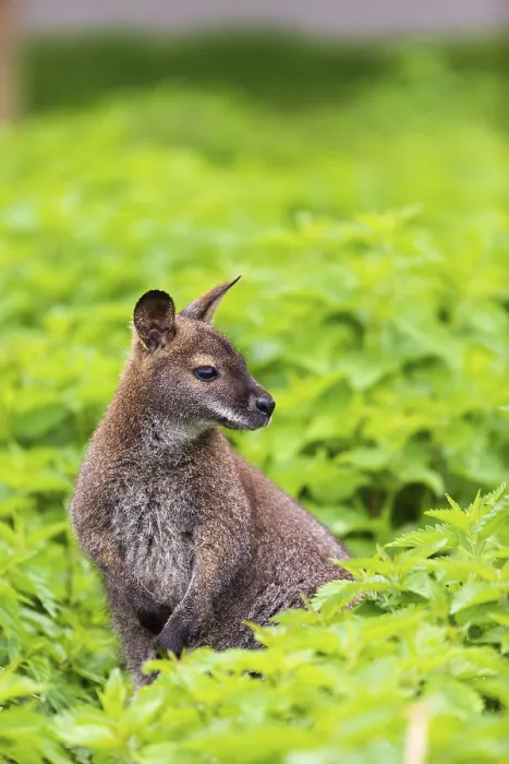 Framed Print : Red-necked wallaby or Bennett's wallaby (Macropus rufogriseus)