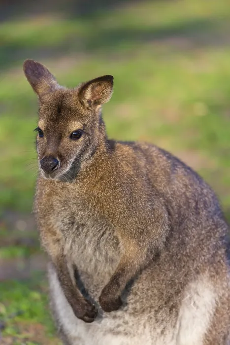 Framed Print : Red-necked wallaby or Bennett's wallaby (Macropus rufogriseus) with cub in her pouch Framed Print : Red-necked wallaby or Bennett's wallaby (Macropus rufogriseus) with cub in her pouch