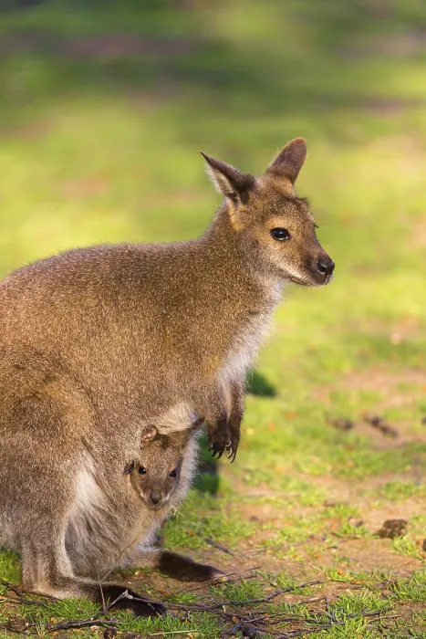 Framed Print : Red-necked wallaby or Bennett's wallaby (Macropus rufogriseus) with cub in her pouch
