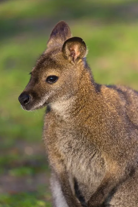 Framed Print : Red-necked wallaby or Bennett's wallaby (Macropus rufogriseus) with cub in her pouch