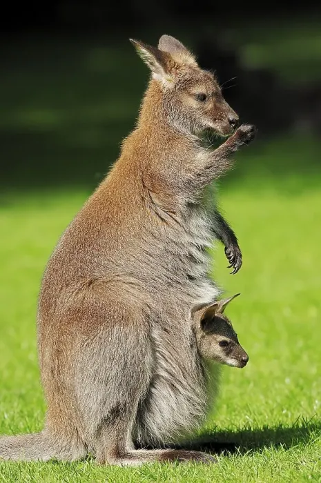 Framed Print : Red-necked wallaby (Macropus rufogriseus) Framed Print : Red-necked wallaby (Macropus rufogriseus)
