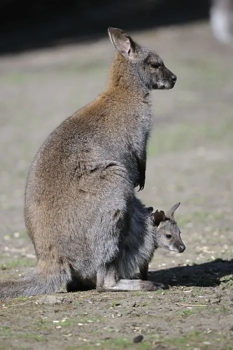 Framed Print : Red-necked Wallaby (Macropus rufogriseus) Framed Print : Red-necked Wallaby (Macropus rufogriseus)
