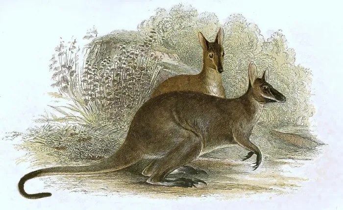 Framed Print : Red-necked wallaby (Notamacropus rufogriseus)