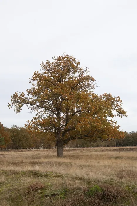 Framed Print : Red oak (Quercus rubra), autumn colours