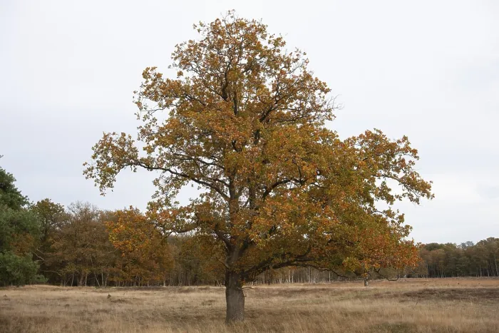 Framed Print : Red oak (Quercus rubra), autumn colours