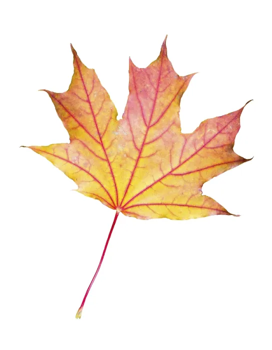 Framed Print : Red, orange and yellow maple leaf on a cut trunk