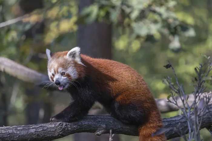 Framed Print : One red panda, Ailurus fulgens