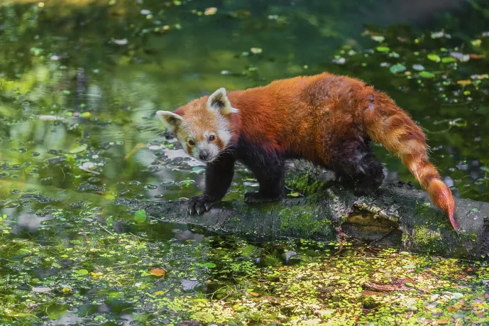 Framed Print : One red panda, Ailurus fulgens
