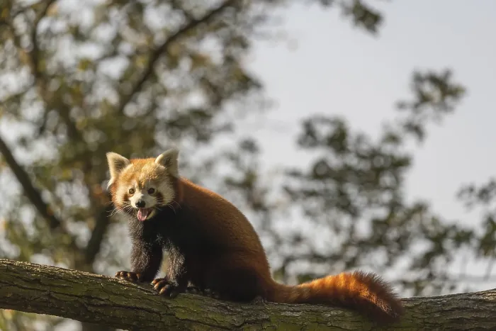 Framed Print : One red panda, Ailurus fulgens