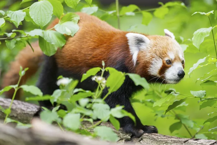 Framed Print : Red panda (Ailurus fulgens) on a branch in a tree Framed Print : Red panda (Ailurus fulgens) on a branch in a tree