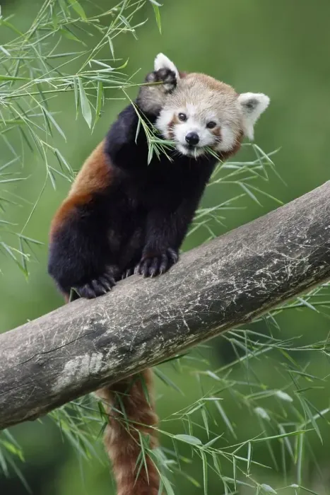 Framed Print : Red panda (Ailurus fulgens), cat bear Framed Print : Red panda (Ailurus fulgens), cat bear