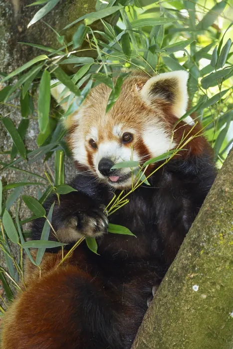 Framed Print : Red panda (Ailurus fulgens), cat bear