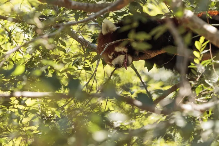 Framed Print : Red panda Ailurus fulgens forages for bamboo in a tree is found in the Himalayas and southwestern China