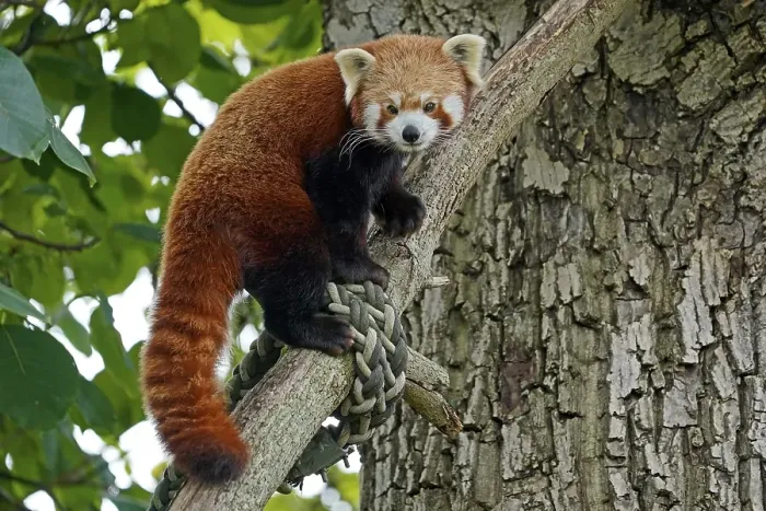 Framed Print : Red panda (Ailurus fulgens fulgens) climbing a tree Framed Print : Red panda (Ailurus fulgens fulgens) climbing a tree