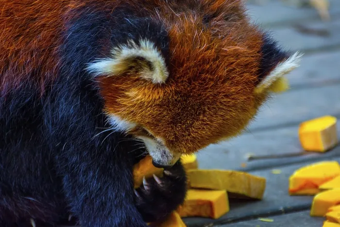 Framed Print : Red panda (Ailurus fulgens) or lesser panda eating pumpkins Framed Print : Red panda (Ailurus fulgens) or lesser panda eating pumpkins