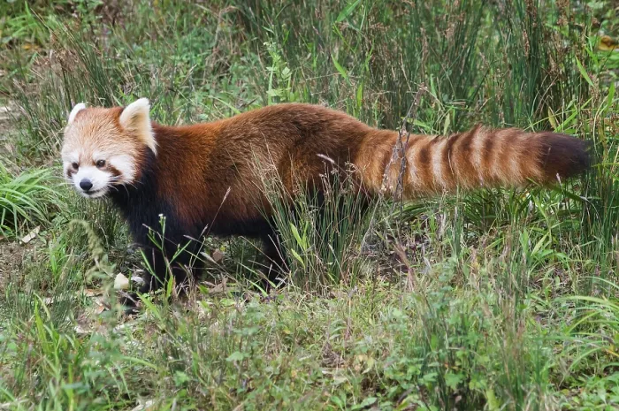 Framed Print : Red Panda (Ailurus fulgens), Sichuan Province