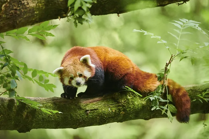 Framed Print : Red panda (Ailurus fulgens), on a tree