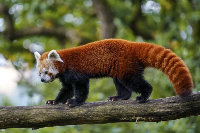 Framed Print : Red panda (Ailurus fulgens) on the tree