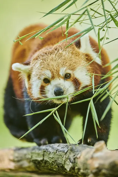 Framed Print : Red panda (Ailurus fulgens), on a tree Framed Print : Red panda (Ailurus fulgens), on a tree