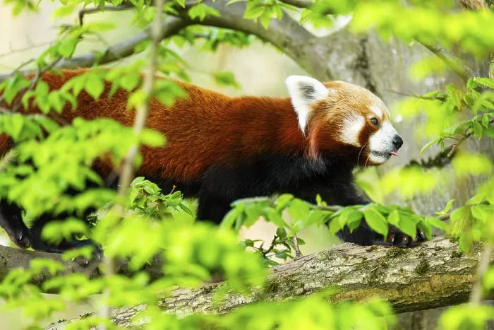 Framed Print : Red panda (Ailurus fulgens) walking on a tree Framed Print : Red panda (Ailurus fulgens) walking on a tree