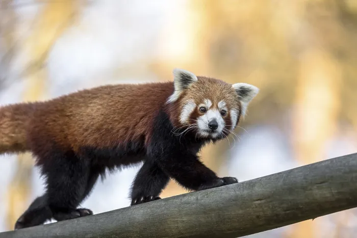 Framed Print : Red panda or Lesser panda, Ailurus fulgens Framed Print : Red panda or Lesser panda, Ailurus fulgens